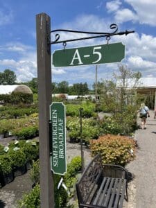 A green a-5 sign hung on a metal post with a "semi-evergreen broadleaf" banner in a plant nursery on a sunny day, with a bench and people in the background.