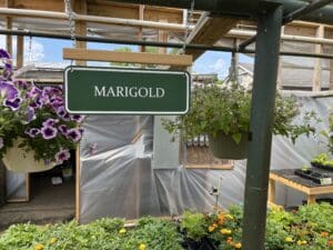 A hanging sign labeled "marigold" in a garden center with various plants and flowers under a makeshift greenhouse structure.